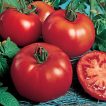 بذر گوجه فرنگی راتگرز