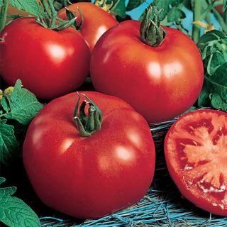 بذر گوجه فرنگی راتگرز