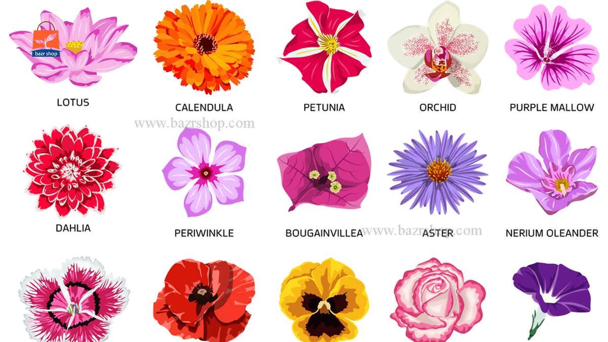 انواع گل های کوکب