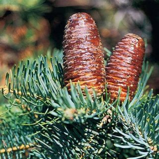 بذر کاج نراد لوویانا