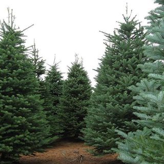 بذر کاج نراد نوبل