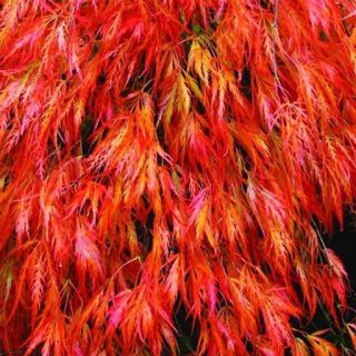 بذر افرا پالماتوم تراب