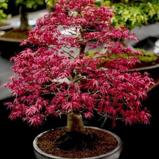 بذر افرا پالماتوم