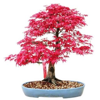 بذر افرا روبروم قرمز