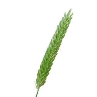 خرید بذر قیاق