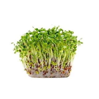 میکروگرین یونجه