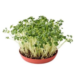 بذر میکروگرین یونجه