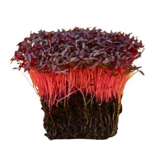 بذر میکروگرین آمارانت