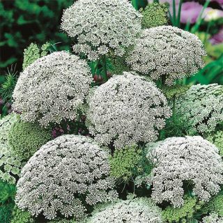 خلال دندان (وایه)