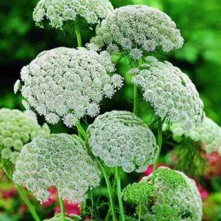 بذر خلال دندان (وایه)