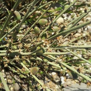 بذر درخت بادام ارژن