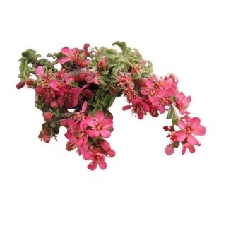 بذر درخت بادام تنگرس