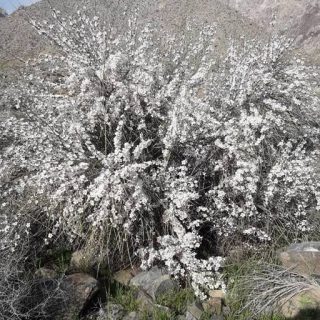 بذر درخت بادامک ( بادام کوهی)