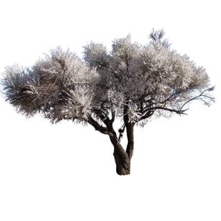 بذر درخت بادامک ( بادام کوهی)