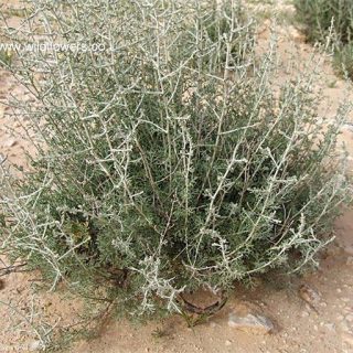 بذر درمنه دشتی