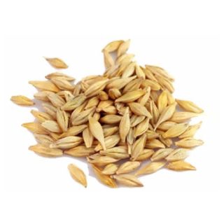 بذر جو دوسر زراعی