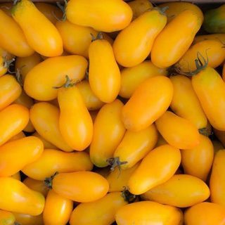 بذر گوجه موزی زرد