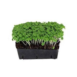 بذر میکروگرین ریحان سبز