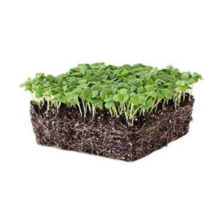 بذر میکروگرین ریحان سبز