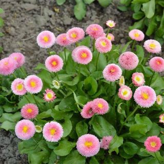 بذر گل مینا دسته گلی الوان