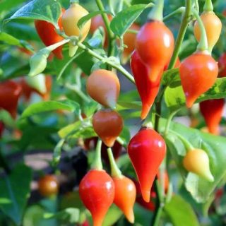 بذر فلفل بیکیونهو نارنجی