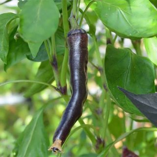 بذر فلفل قلمی تند سیاه