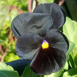 بذر بنفشه پر کلاغی