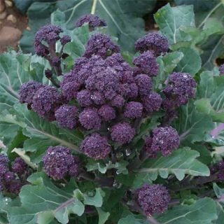 کلم بروکلی بنفش