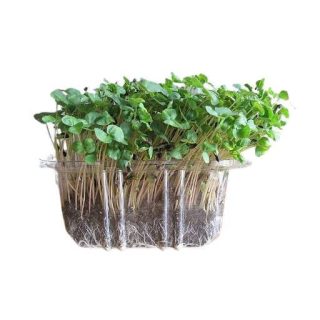 میکروگرین گندم سیاه