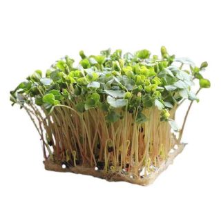 بذر میکروگرین گندم سیاه