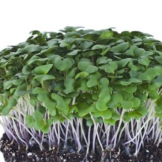 میکروگرین کلم پیچ سبز