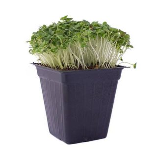 بذر میکروگرین کلم پیچ سبز