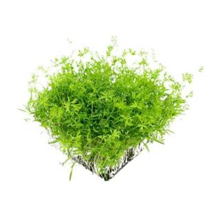 بذر میکروگرین هویج