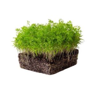 بذر میکروگرین هویج