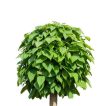 کاتالپا (جوالدوزک) زیبا