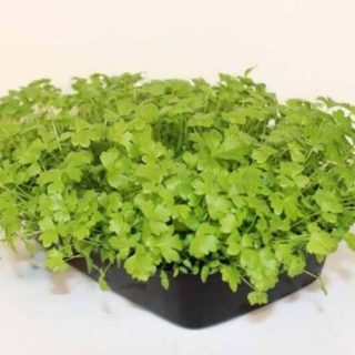 میکروگرین کرفس