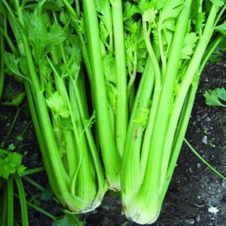 بذر کرفس بلند یوتا