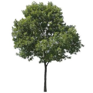 بذر درخت داغداغان