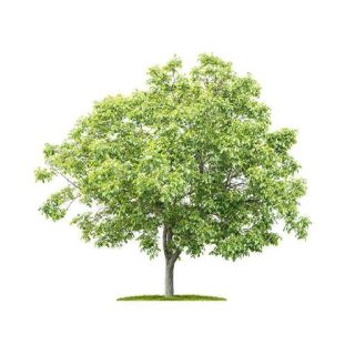 بذر درخت داغداغان