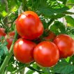 گوجه فرنگی پیش رس CH