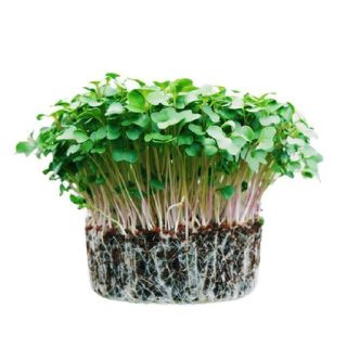 بذر میکروگرین چیا