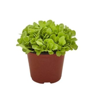 بذر میکروگرین کاسنی