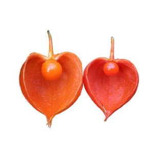 فیسالیس قرمز(فانوس چینی)