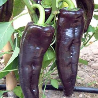 بذر فلفل چارلیستون شکلاتی