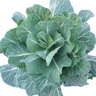 بذر کلم کیل گرجستانی