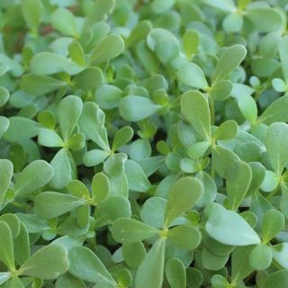 میکروگرین خرفه