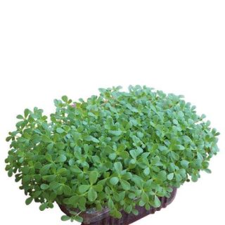 بذر میکروگرین خرفه