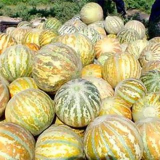 بذر خربزه تیل آتشی