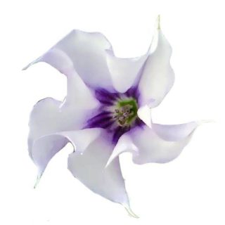 بذر تاتوره سفید