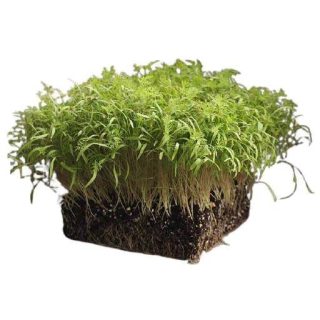 بذر میکروگرین شوید